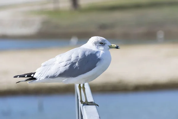 Ring Billed Gull standing metal rail of pier