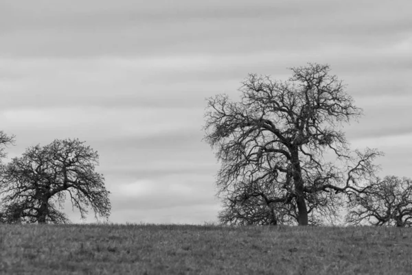 Arbres sans feuilles effrayants à l'horizon en noir et blanc — Photo