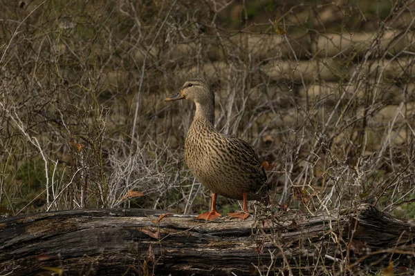 Female Mallard Duck standing on a fallen log