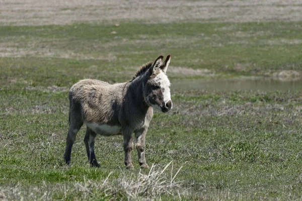 A cute, fuzzy, gray and white donkey with long ears and an adorable furry face standing by itself in a ranch pasture on a sunny afternoon.