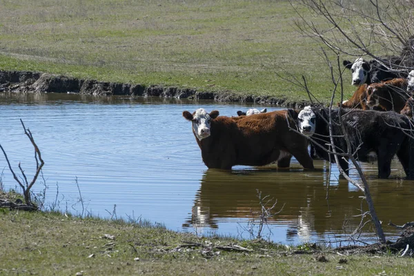 彼らは飲み物のために池に入ったとして 彼らは側面にオフに何かを見て一時停止白い顔の群れ ここフォード牛 — ストック写真