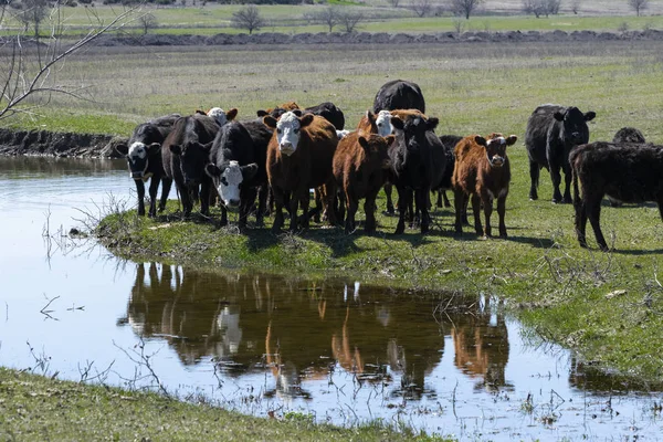 Beyaz yüzlü bir sürü, ankete göre Hereford sığırları bir çiftlik havuzunun sakin sularında yansımalarının üzerinde duruyorlar..