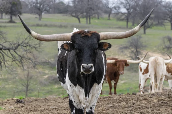 Closeup of a large black and white Longhorn bull with long, black tipped horns standing in a ranch pasture and staring straight into the lens of the camera.