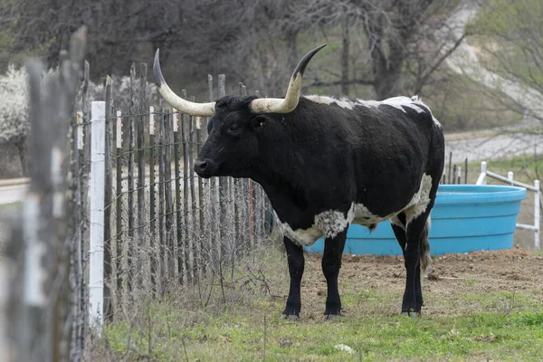 A large black and white Longhorn bull with long, black tipped horns standing next to a barbed wire fence and looking at something outside the fence with a blue water trough in the background.