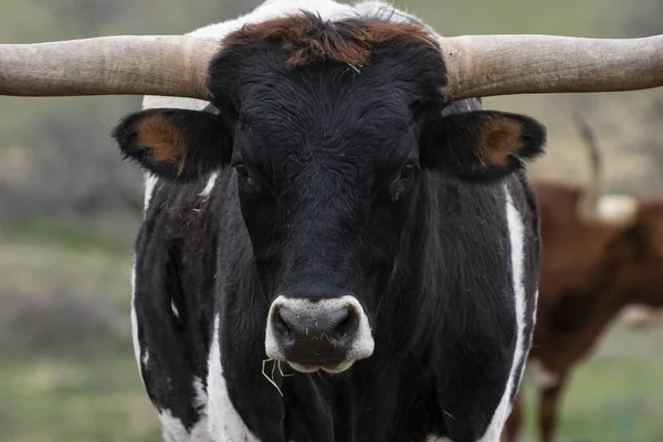 A closeup of portrait of the head and face of a large black and white Longhorn bull with hay hanging out of his mouth and his long horns extending out of the photo.