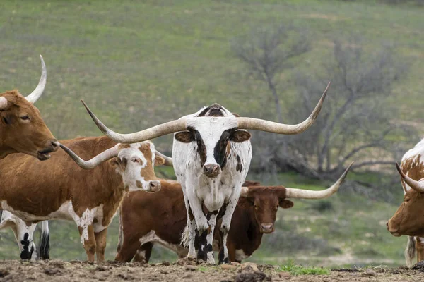 A large white Longhorn bull with long, curved horns and brown spots standing in the middle of a herd of cattle with his head down like he is getting ready to charge.