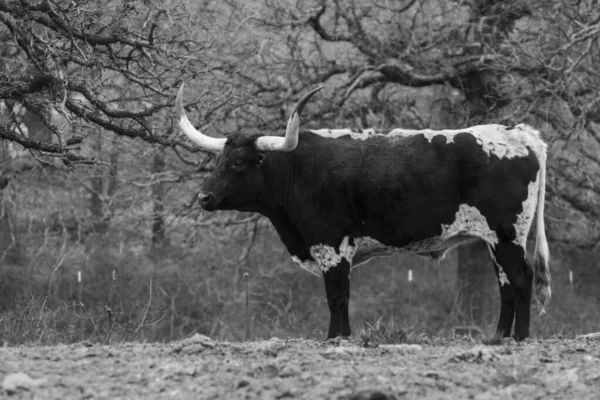 Profile of a large black and white Longhorn bull with long, black tipped horns standing alone in a ranch pasture with a stand of leafless trees in the background.