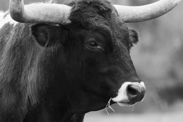 一头大而黑的长角牛的头和脸的特写 它的头和脸都是黑色的 头上和耳朵上都有白色的鼻孔和橙色的毛 — 图库照片