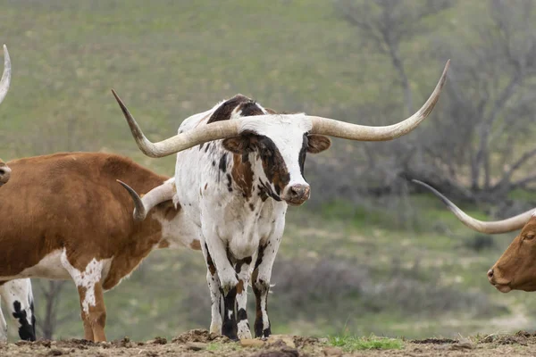 A beautiful white Longhorn bull with brown, brindle spots and a pair of very long, curved horns standing in a ranch pasture with other cattle from his herd.