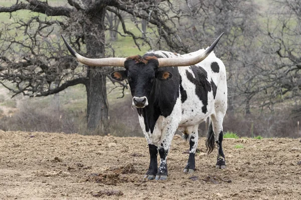 Grande Touro Longhorn Preto Branco Com Longos Chifres Ponta Preta Fotos De Bancos De Imagens Sem Royalties