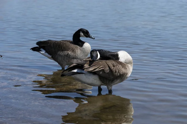 Pair Canadian Geese Standing Some Shallow Water While One Stretches — Stock Photo, Image