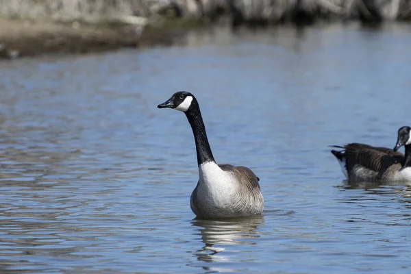 Oca Canadese Appoggiata Lato Mentre Nuota Nelle Acque Calme Lago — Foto Stock