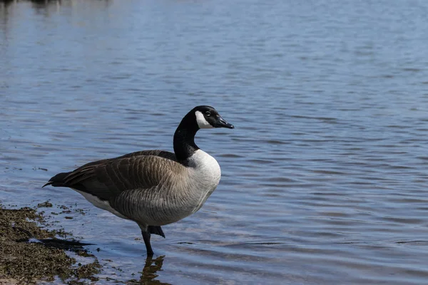 Hermoso Ganso Canadá Equilibrio Una Pierna Que Encuentra Agua Junto —  Fotos de Stock