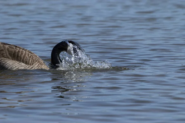 Canadian Goose Its Head Covered Droplets Splashing Water Pulls Its — Stock Photo, Image