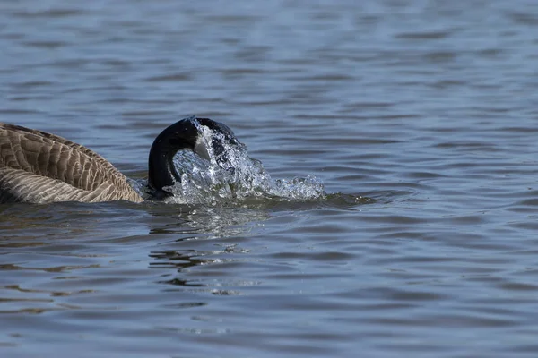 Oca Canadese Con Testa Coperta Goccioline Acqua Spruzzata Mentre Estrae — Foto Stock