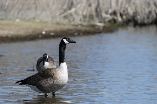 Deux Bernaches Canada Marchant Dans Les Eaux Peu Profondes Lac — Photo