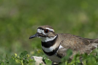 Kayalık yuvasında yeşil yonca ve yabani otlarla çevrili belirgin çizgileri ve turuncu halkalı gözleriyle bir Killdeer kuşunun yakın plan fotoğrafı..