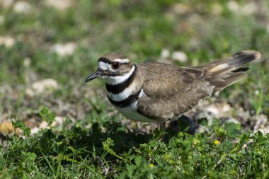Tiny Killdeer kuş, ya da Plover; güneşli bir bahar öğleden sonra belirgin siyah ve beyaz çizgileri gösterirken parlak yeşil bir yonca parçası üzerinde duruyor.
