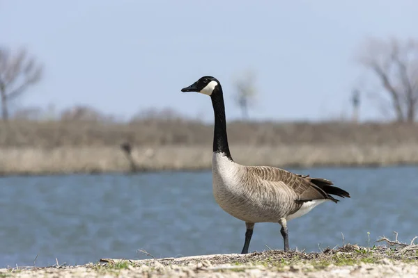 A solitary Canada Goose standing on the shore of a lake and looking off to the side with a distant shoreline in the background brown and barren.
