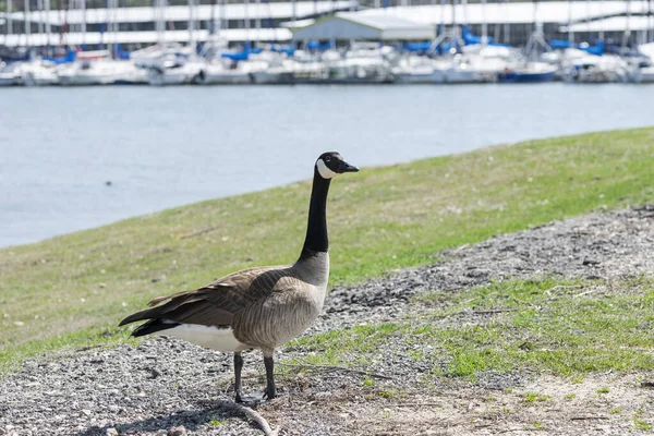 A solitary Canada Goose standing on a lake shore with a marina full of sail boats on the water in the background.