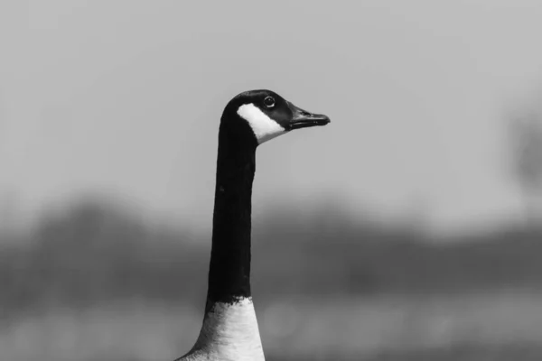 Szoros Profilja Fej Hosszú Nyak Egy Elegáns Kanadai Goose Néz — Stock Fotó