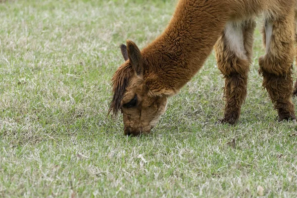 Närbild Profil Foto Huvudet Och Frambenen Söt Lurvig Brun Alpaca — Stockfoto