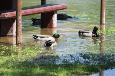 Güzel bir Mallard Ördekleri sürüsü İlkbahar yağmurları sonrası Grapevine Gölü 'nde suların altında kalan çimlerle beslenmek için başlarını suya daldırıyor..