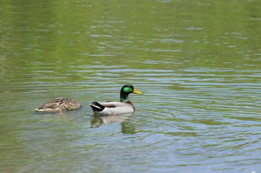 Dişi bir Mallard Ördeği, başını suya daldırarak beslenirken, yeşil tüyleri olan bir erkek ise yakınlarda yüzüyor..