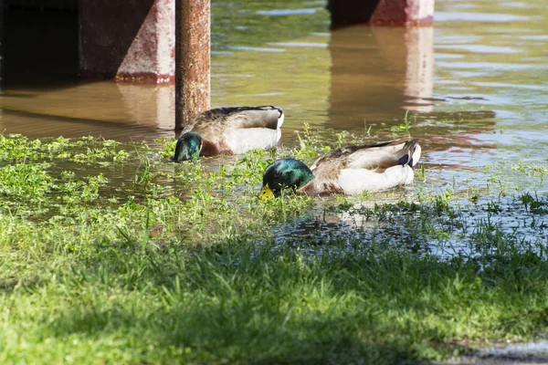Beautiful Pair Male Mallard Ducks Plunging Heads Water Feed Grass — Stock Photo, Image
