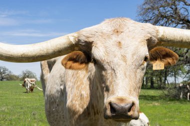 Büyük, beyaz, bronz tenli, turuncu kulaklı, uzun boynuzlu ve arka planda diğer sığırlarla birlikte yeşil bir çayırda duran nazik gözlü bir Longhorn boğasının portresi..