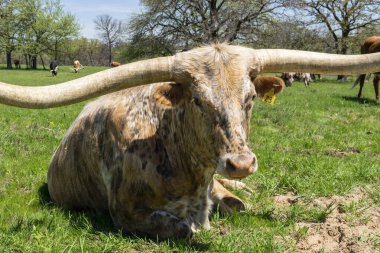 Beyaz, kahverengi ve bronz benekli benekli büyük bir Longhorn ve arka planda diğer sığır ve ağaçlarla birlikte bir çiftlik otlağının çimlerinde dinlenen çok uzun, eğri boynuzları..