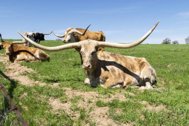 Büyük bir Longhorn benekli beyaz, kahverengi ve bronz benekli ve çok uzun, kıvrımlı boynuzları bir çiftlik otlağında dinlenirken diğer sığırlar arka planda dinleniyor..