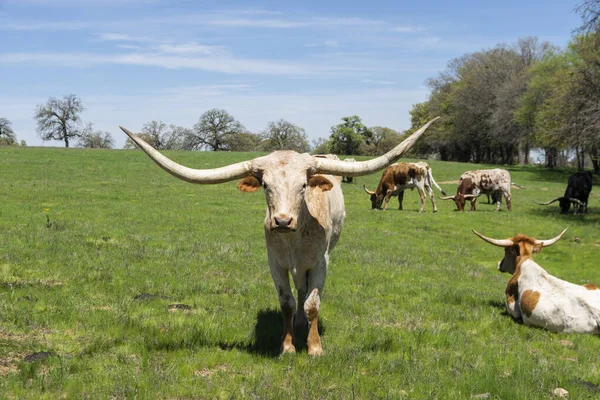Büyük, beyaz ve bronzlaşmış bir Longhorn ineği otlakta duruyor ve dümdüz ileri bakıyor. Sürüdeki diğer sığırlar ise ya dinleniyor ya da arkasındaki yeşil çayırlarda otluyorlar..