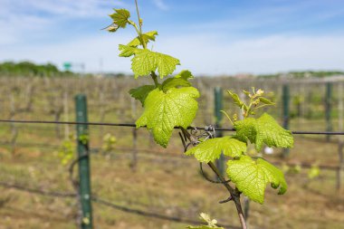 Güneş ışığını yansıtan parlak yeşil yapraklar sıra sıra dizilmiş asma bitkilerinin üzerinde filizlenir ve bir üzüm bağındaki kabloların etrafına dolanır..