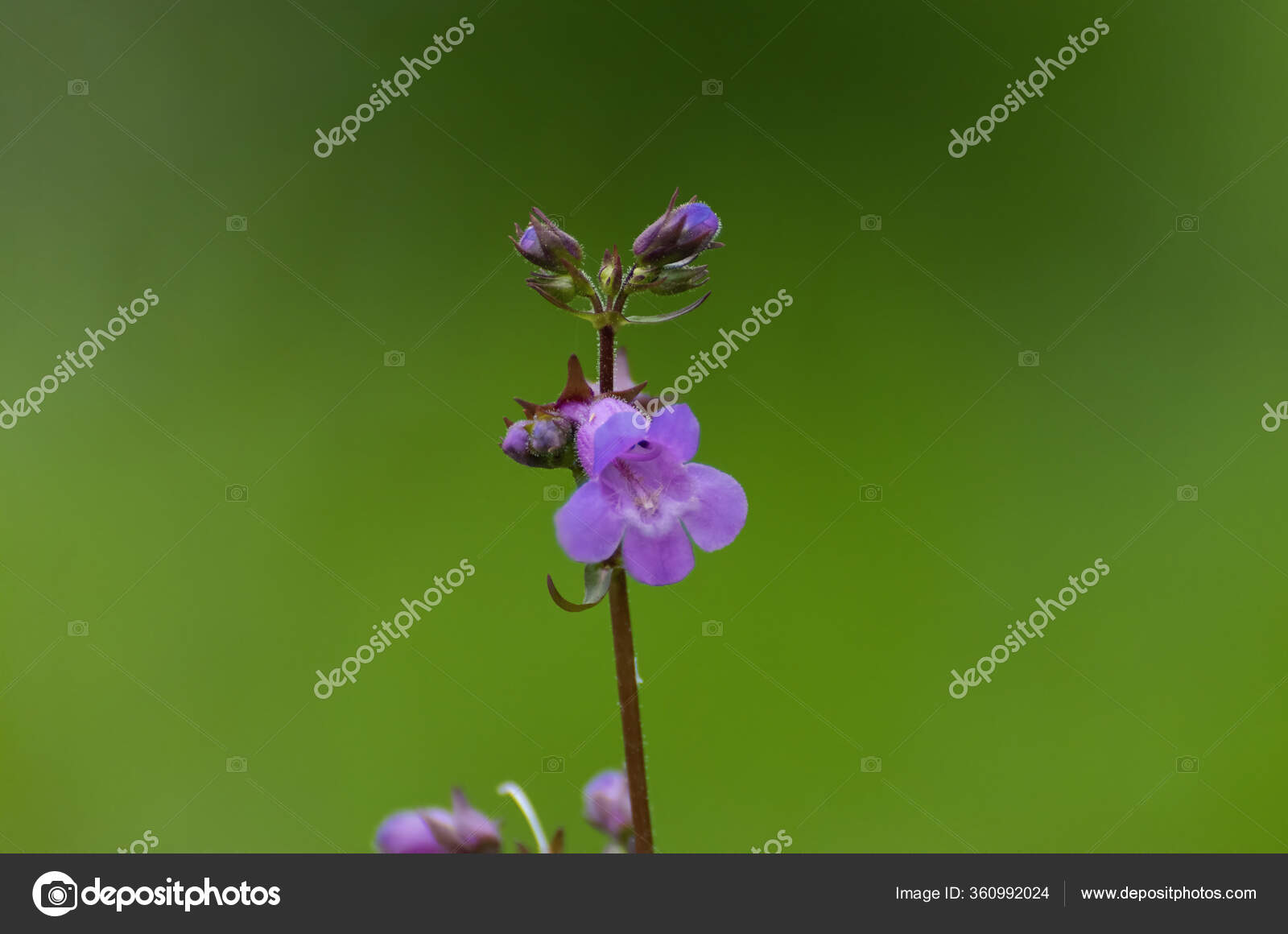Stockfotos Foxglove Penstemon Bilder Stockfotografie Foxglove Penstemon Lizenzfreie Fotos Depositphotos