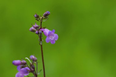 Narin mor bir yüksükotu çiçeği çiçek açmış botanik bahçesinde, açmayı bekleyen diğer çiçeklerle birlikte..