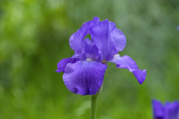 Primer Plano Una Hermosa Delicada Flor Iris Barba Púrpura Plena —  Fotos de Stock