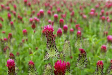 Güzel Kızıl Yonca çiçeği, yol kenarındaki bir çayırı kaplayan yeşil yapraklara karşı kırmızı ve pembe çiçeklerden oluşan bir tarlada çiçek açıyor..