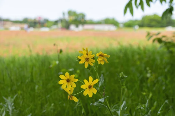 Ett Kluster Ljusa Gula Whorled Kittfrö Blommor Som Växer Några — Stockfoto