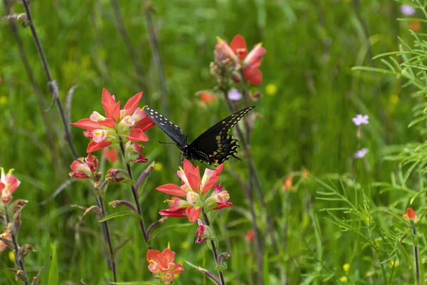 Προφίλ Ενός Όμορφου Black Swallowtail Butterfly Φτερά Του Επί Πλείστον — Φωτογραφία Αρχείου