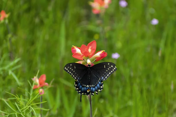 Μια Όμορφη Μαύρη Πεταλούδα Χελιδόνι Φτερά Της Επί Πλείστον Ανοιχτή — Φωτογραφία Αρχείου