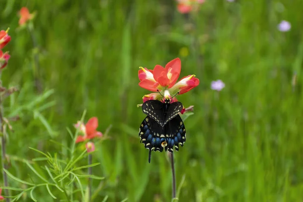 Μια Όμορφη Μαύρη Πεταλούδα Χελιδόνι Φτερά Της Μέρει Ανοικτή Σίτιση — Φωτογραφία Αρχείου