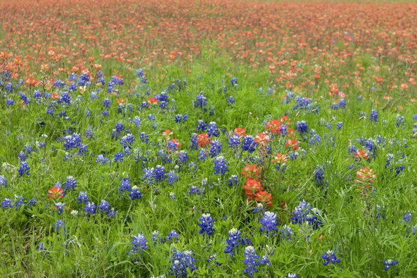 Mooie Texas Bluebonnet Bloemen Groeien Een Patch Van Gras Met — Stockfoto