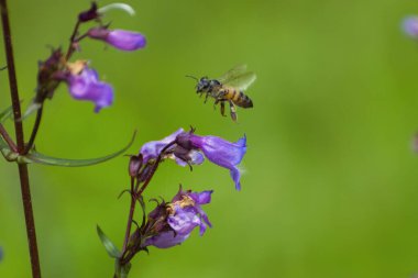 Bal arısı, bir bahar öğleden sonrasında, bir botanik bahçesinde uçuşan, polen toplayan ve çiçekleri tozlaştıran, güzel, mor bir Coneflower 'ın üzerinde uçuyor..