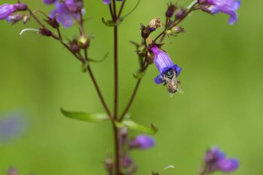 Bir bahar öğleden sonra botanik bahçesinde çiçekleri döllerken polen toplamak için narin bir Mor Coneflower 'a sürünen bal arısı..