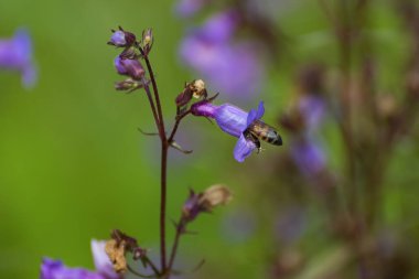 Botanik bahçesindeki çiçekleri döllerken mor koni çiçeğinin içinde başı ve üst gövdesine sahip bal arısı polenleri topluyor..