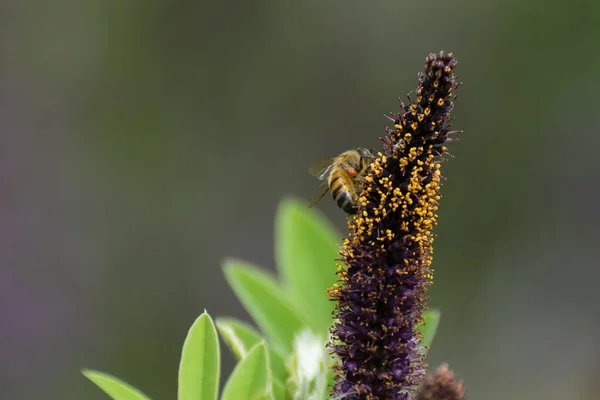 Honey bee with swollen pollen sacs on its back legs gathering pollen from the purple and yellow flowers on a False Indigo bush in a botanical garden.