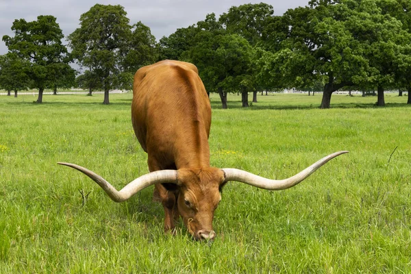 A large, orange brown, Longhorn bull with long, curved horns grazing on the green grass growing in a farm field with trees in the background.