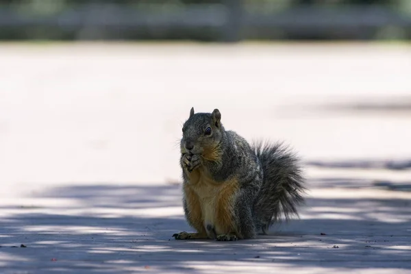 Ein Niedliches Unscharfes Eastern Fox Squirrel Das Einem Sonnigen Nachmittag — Stockfoto