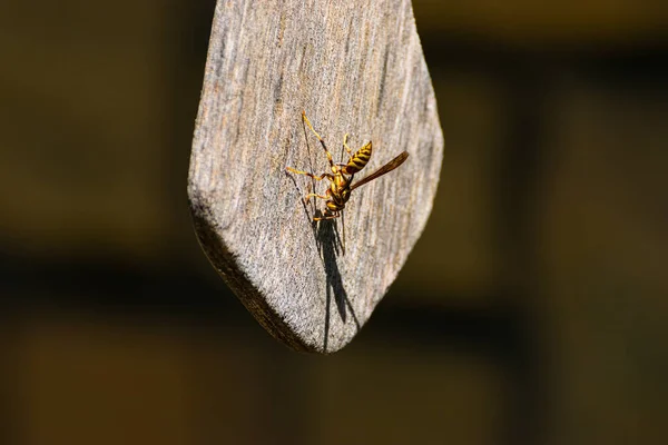 Brightly Colored Yellow Orange Paper Wasp Yellow Jacket Clinging Weathered — Stock Photo, Image
